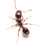 , Ants