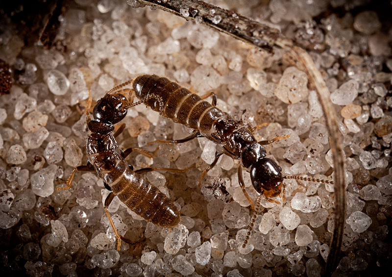 , Termites