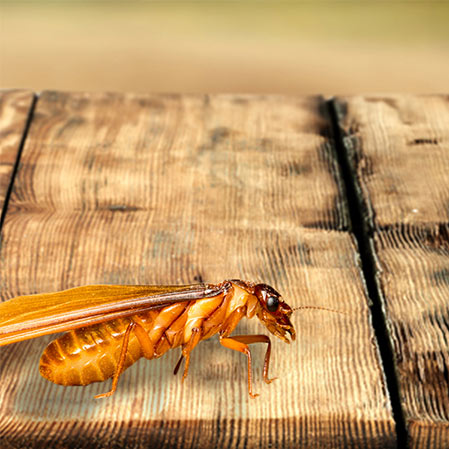 , 5 Signs Your House May Be Infested by Termites