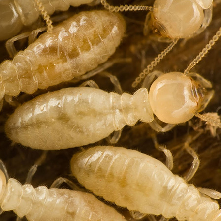 , Termite Season!