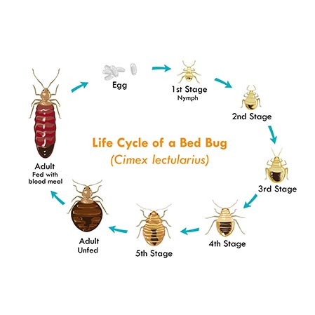 , A Bed Bug’s Life