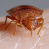 , Bed Bugs Found in Toronto School