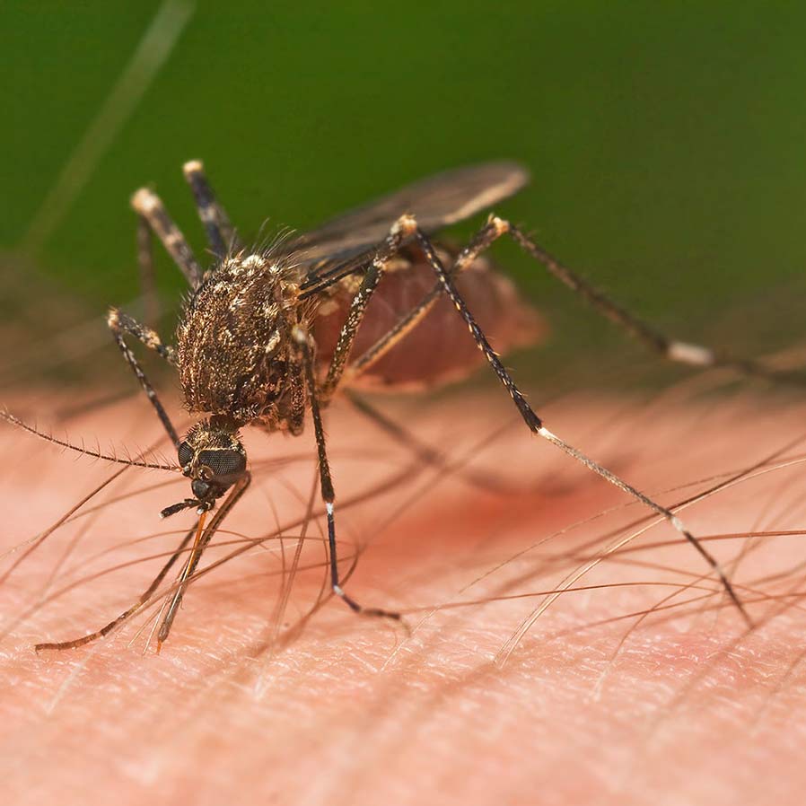 , Mosquito Season is Here – Summer Pest Prevention Tips