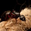 , Spring Awakening: Carpenter Ants