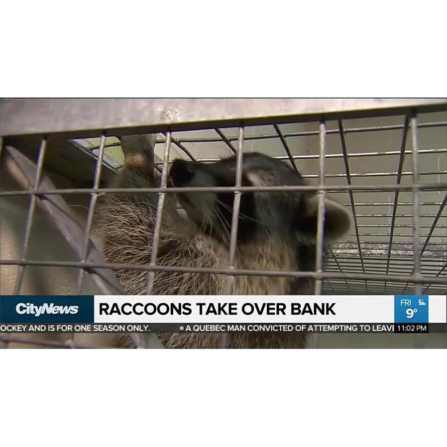 , Raccoons Hold Up Toronto Bank!