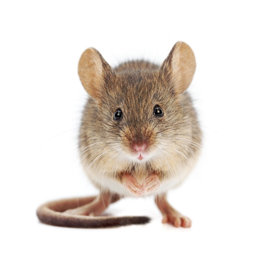 , Ways to Eradicate Mice with Pest Control Treatments!
