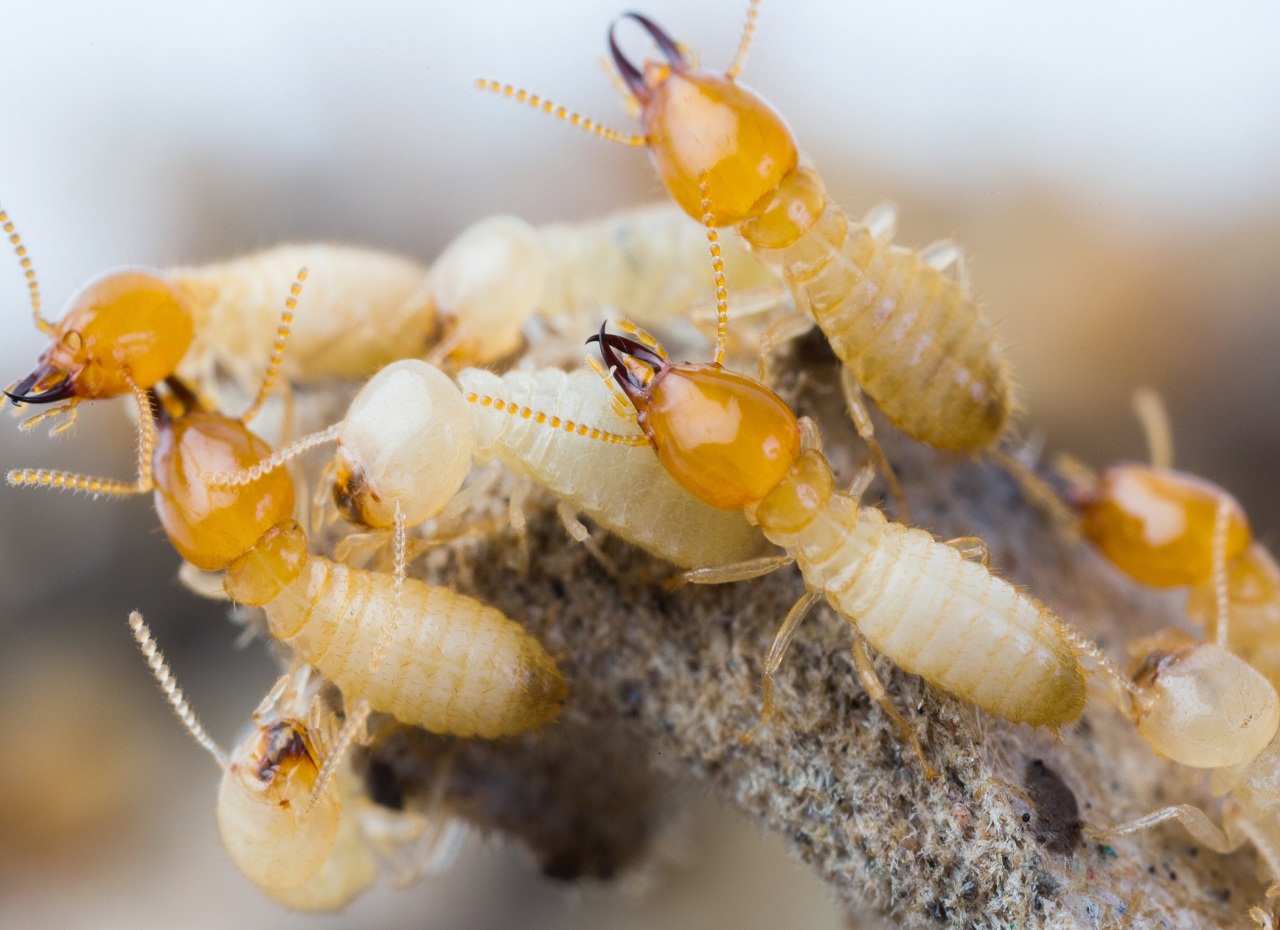 , Ways to Prevent Termite Attacks