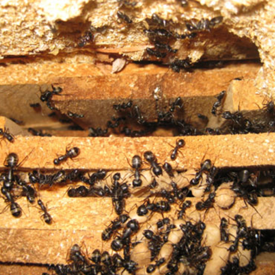 , Signs of Carpenter Ants Infestation