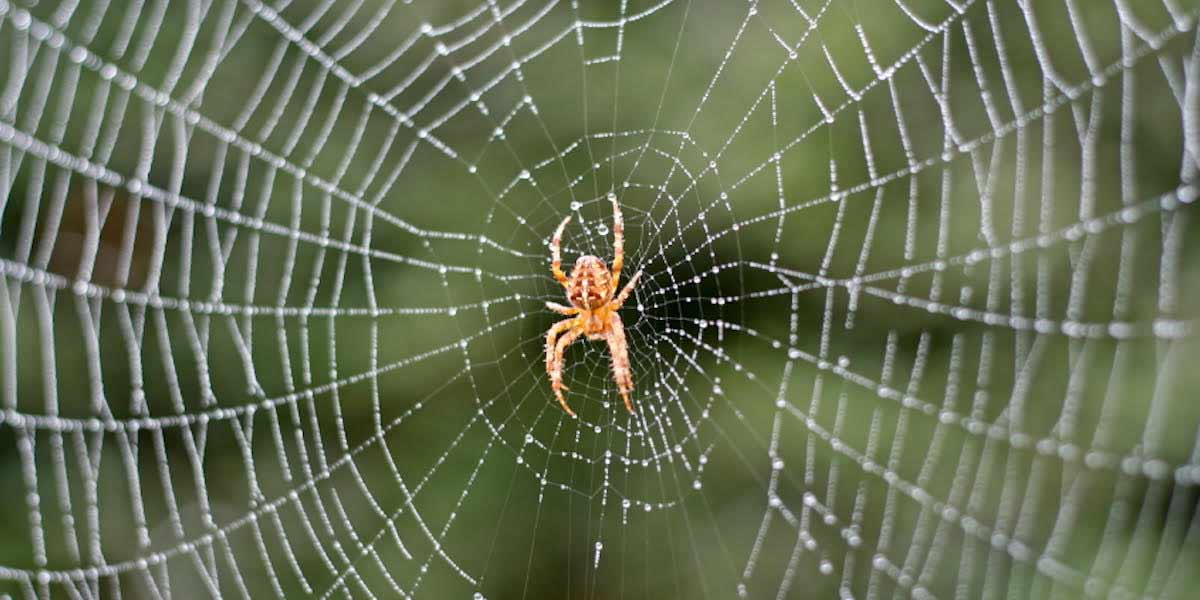 , Spider Prevention Tips