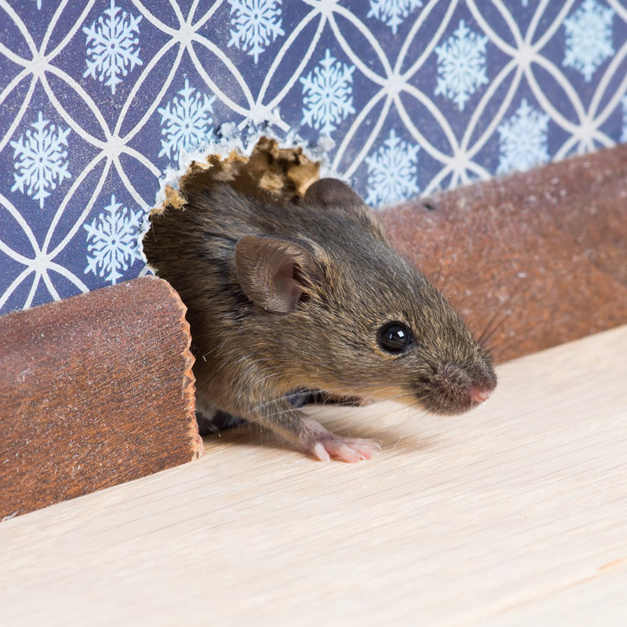 , Antibiotic-Resistant Disease from Household Mice!