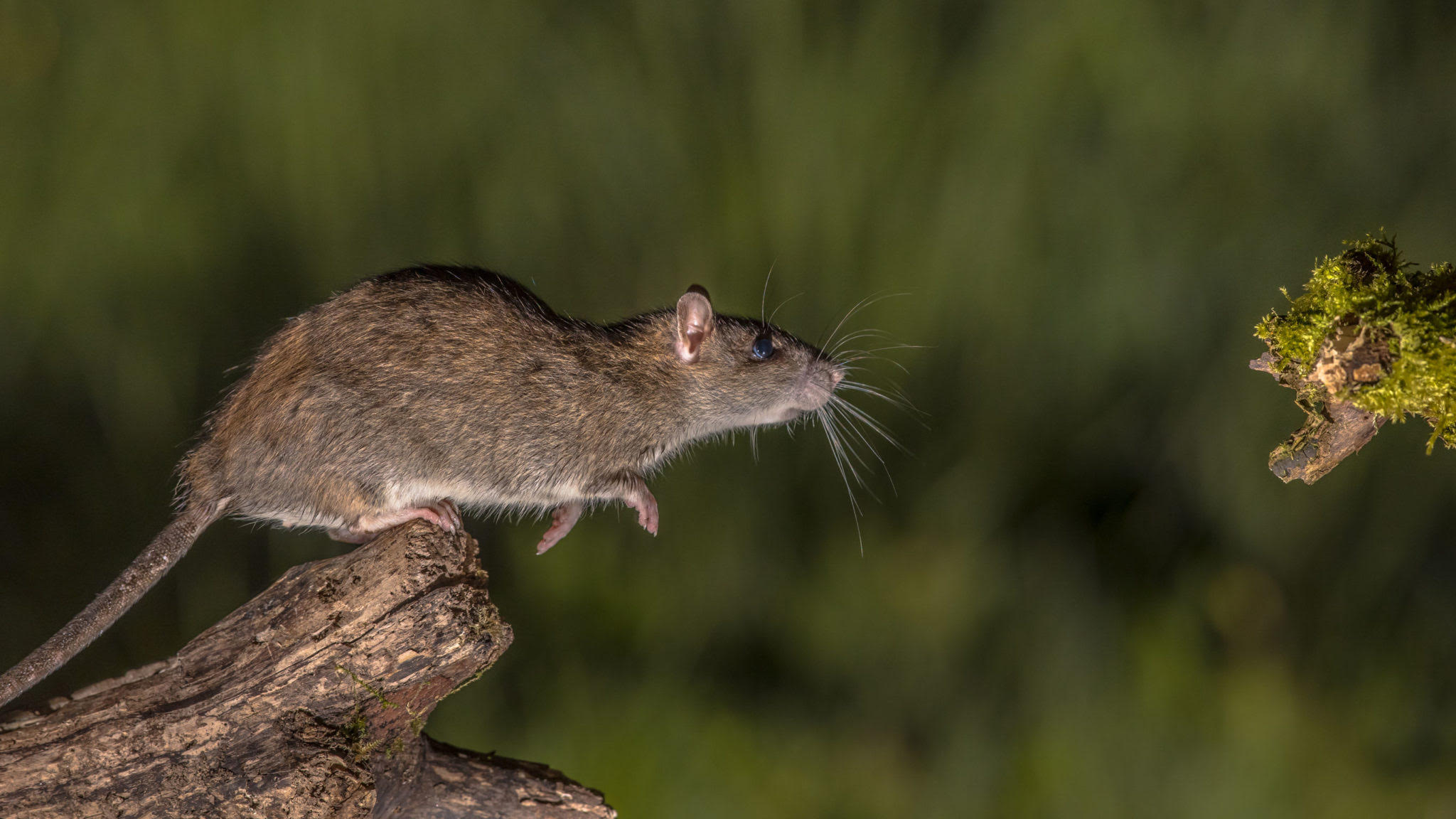 , Common Rat Species in Canada