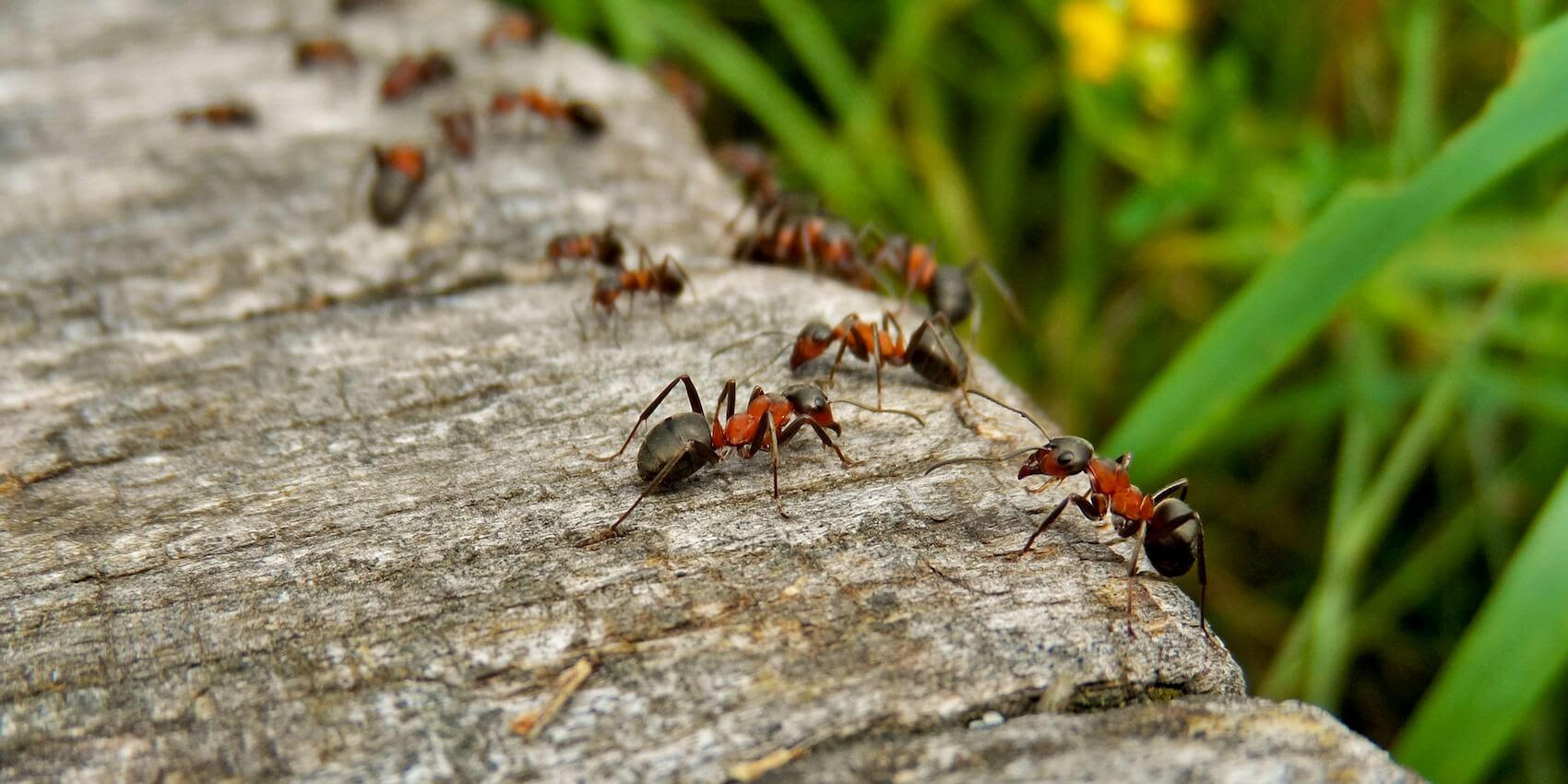 , Ant Prevention Tips