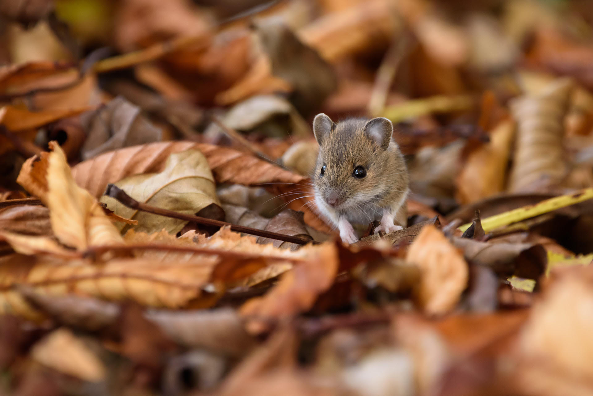 , Protect Your Home From Mice This Fall