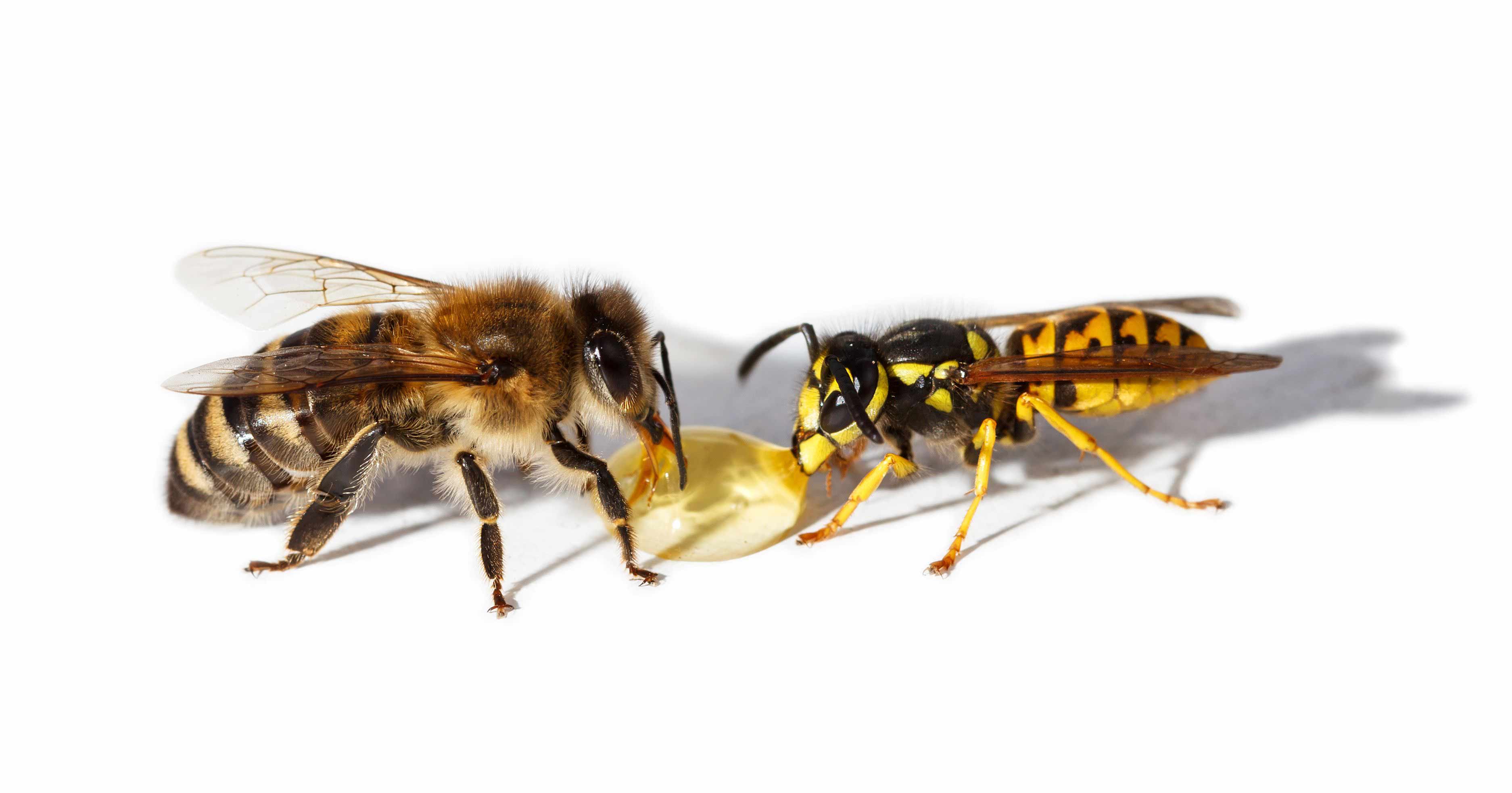 , The Difference between Bees and Wasps