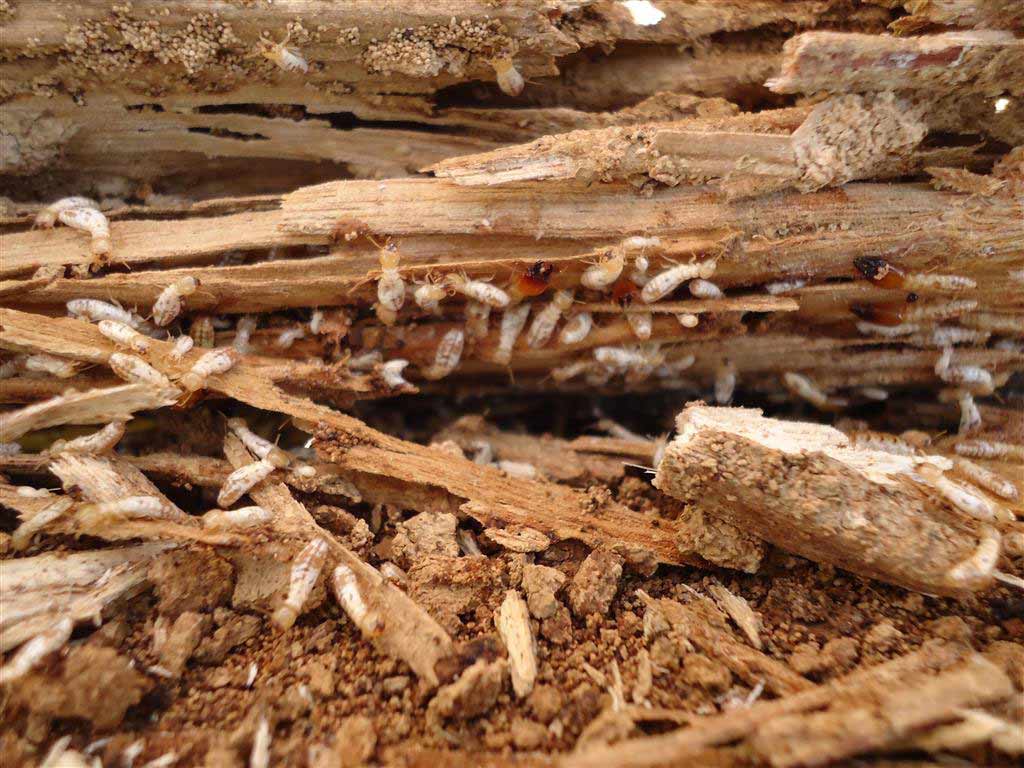 , What are Subterranean Termites?