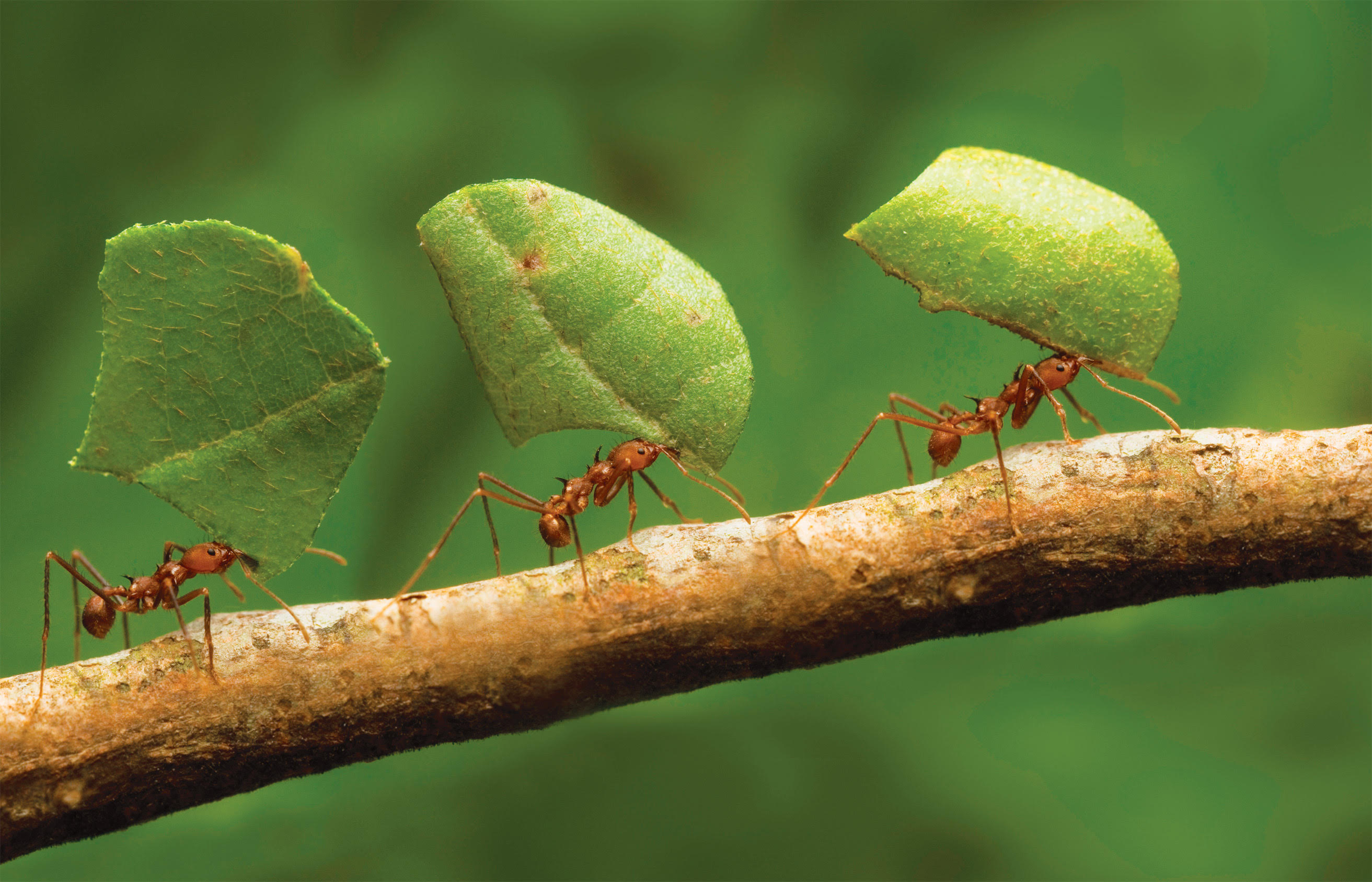 , Do Ants Cause Harmful Diseases?