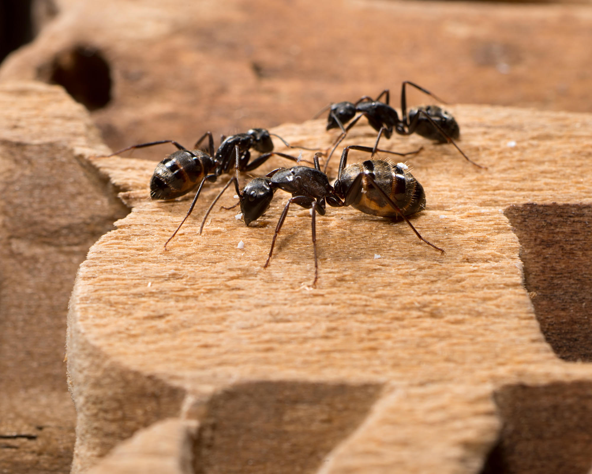 , Spring Visits from Carpenter Ants