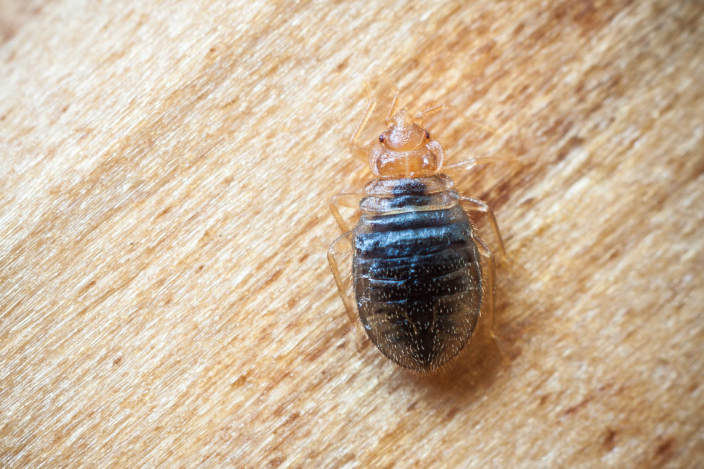 Common Myths About Bed Bugs Pest Control Toronto Toronto Pest
