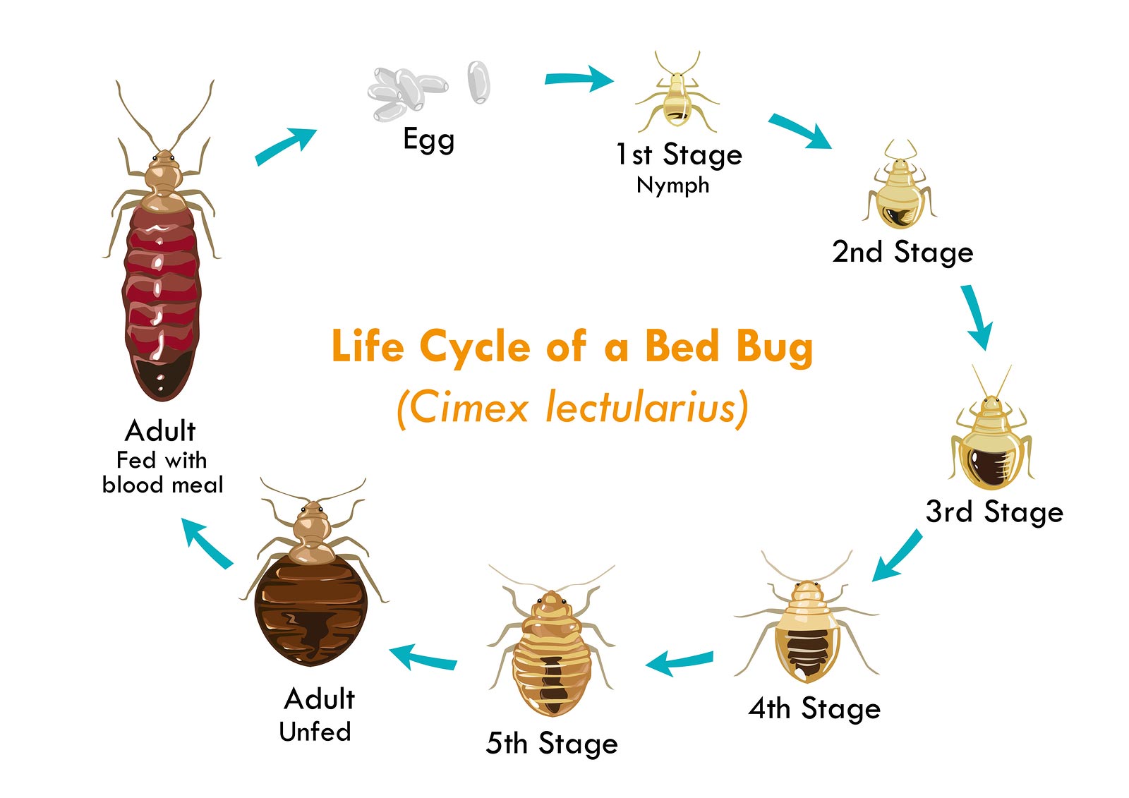 , Bed Bugs Service