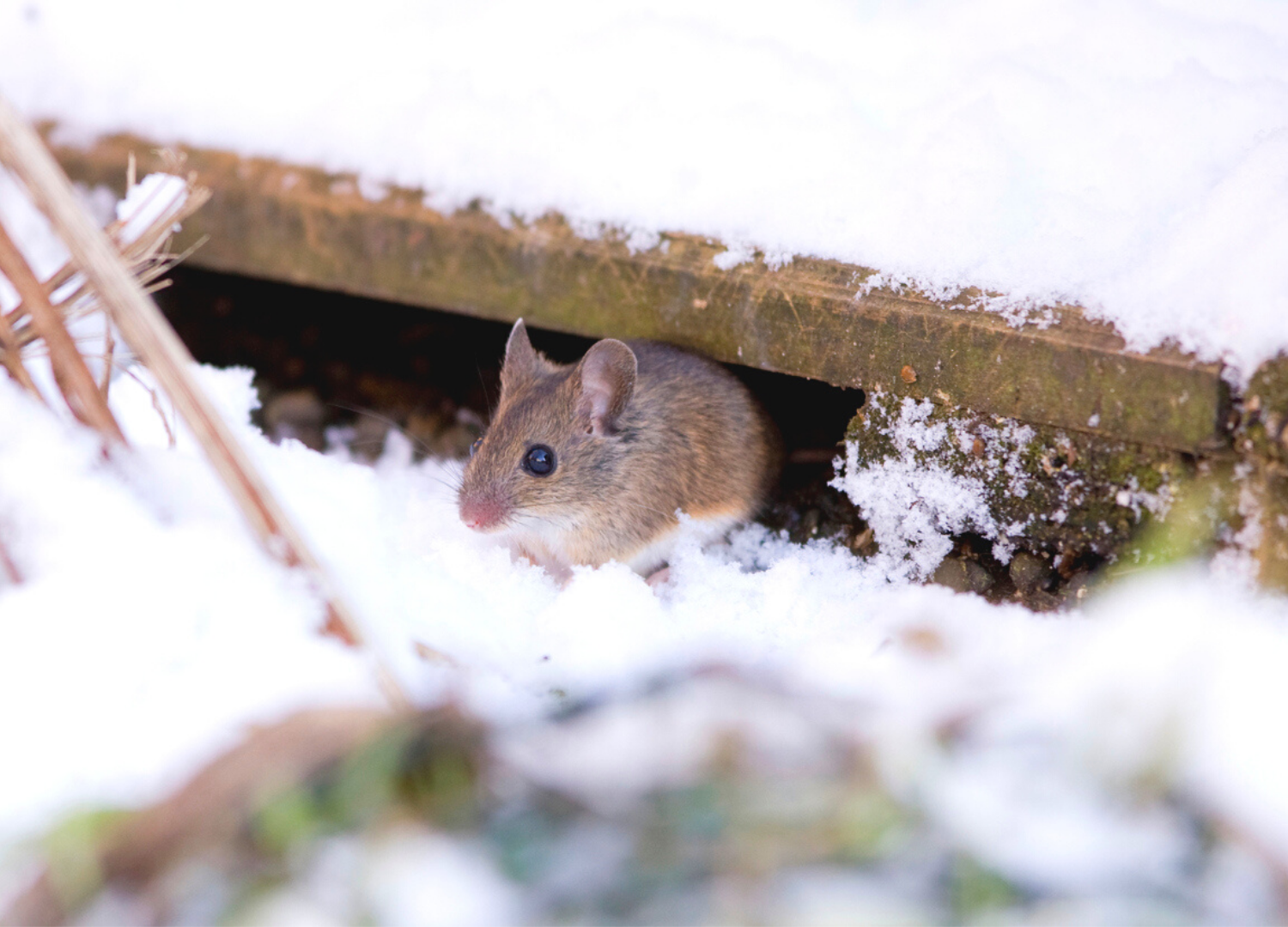 , Start Preparing for Winter Pests: Tips from Advantage Pest Control
