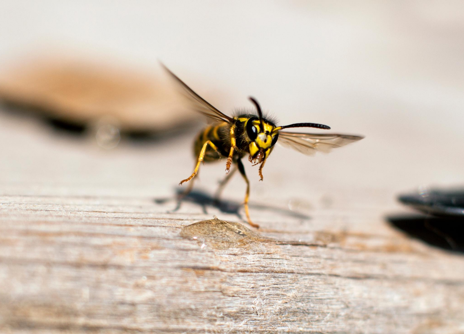 , Wasp Prevention and Tips