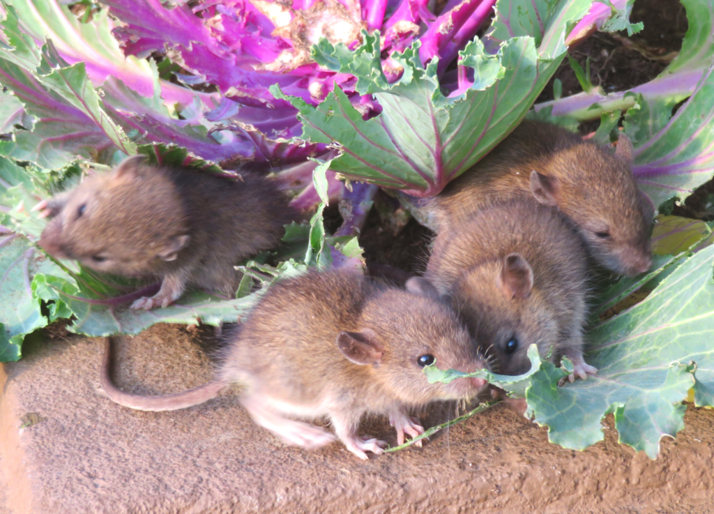 Tips To Keep Your Home PestFree This Summer! Pest Control Toronto Toronto Pest Control