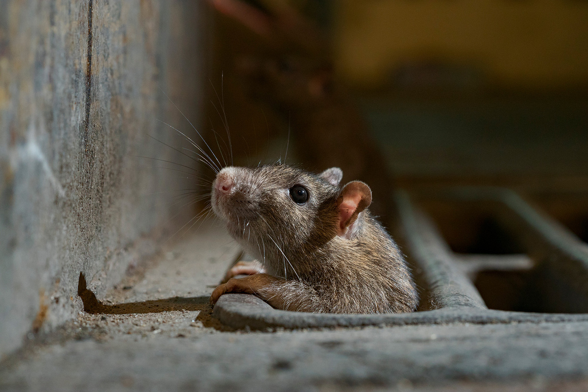 , The COVID-19 Toronto Rat Problem